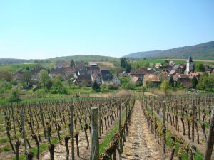 Idyllische Cleebourger Weinberge